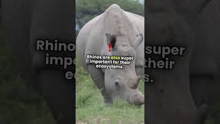 Rhinos Gentle Giants of the Savannah animallover cute rhino animals animal pets pet facts [upl. by Eenhpad]