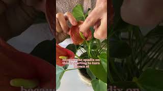 Where To Prune Your Anthurium shorts [upl. by Sidman]