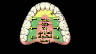 خطوات التدريب على نطق حرف الضاد [upl. by Otir]