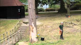 Removal of Horse Chestnut colonised by Kretzschmaria deusta [upl. by Anaitat]