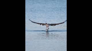 Epic Osprey Action  Osprey struggles with Large fish bird osprey birdofprey [upl. by Anma]