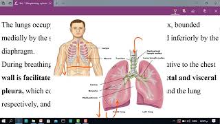 Respiratory System  Warth Lectures [upl. by Ecinnaj]