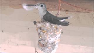 Hummingbird Building Nest Hummer Helper Nesting Material SE7021 [upl. by Ecnaled]