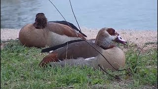 Egyptian geese Alopochen aegyptiaca at Djuma Waterhole [upl. by Girand160]