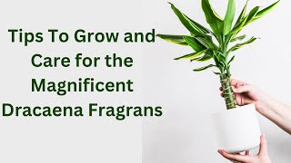 How to Grow and Care for Corn Plants  Dracaena fragrans [upl. by Reiche]