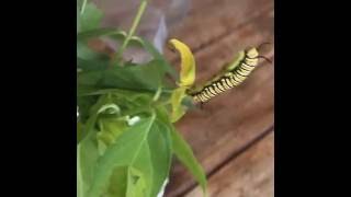 Monarch caterpillar cam [upl. by Nylrats]