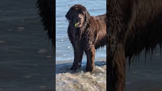 Fun playing with all the bulldogs 🌊 newfoundlanddog [upl. by Ijic]