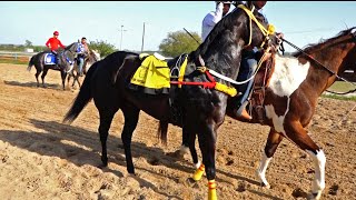 CARRERAS DE CABALLOSARAÑA VS TILAPIA Y ROLEX VS ROSARIO TIJERAS [upl. by Xirdnek]