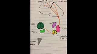 Putamen Circuit Pathway EASY [upl. by Carleen]