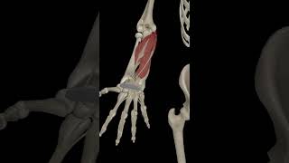 Wrist Joint Flexion anatomy science humananatomy [upl. by Lange797]