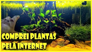 COMPREI PLANTAS PELA INTERNET PARA O AQUÁRIO LOW TECH [upl. by Yenar]