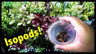 Isopods Out DWARF WHITE ISOPODS In⎜Amazonian Paludarium [upl. by Gasparo]