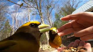 Touching Evening Grosbeaks April 18 2022 [upl. by Heurlin961]