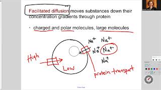 181 Ch5 Passive Transport and Facilitated Diffusion [upl. by Ban]