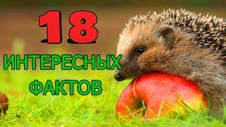 ИНТЕРЕСНЫЕ ФАКТЫ О ЁЖИКАХ [upl. by Chase422]