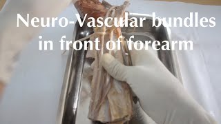 RELATION OF NVB IN FRONT OF FOREARM [upl. by Yelkrab]