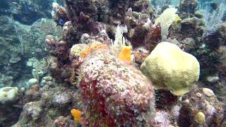 17 Trumpet Fish 45sec in the Coral Heads Macro of Plants Gibsons Bight Roatan Honduras [upl. by Orimisac833]