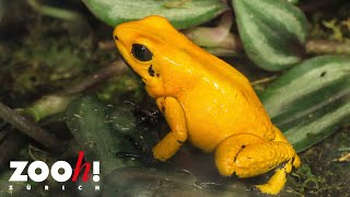 Goldener Pfeilgiftfrosch [upl. by Weidar]