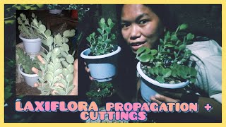 LAXIFLORA SUCCULENT leaf propagation and cutting propagation Part 2  Aiza Mae Dumasapal [upl. by Ultun]