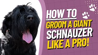 Giant Schnauzer Grooming Tutorial  How to Groom a Giant Schnauzer StepbyStep Guide [upl. by Hilde]