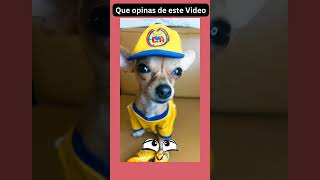 Chihuahua Mexicanos Viviendo en México funny comment [upl. by Brott356]