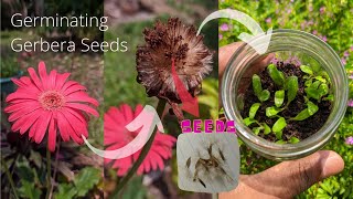 How to germinate gerbera seeds  Babandasia from seeds gerbera seed propagation  Part 01 [upl. by Doralia156]