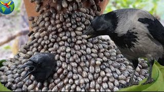 quotCRIA CUERVOSquot y Te Sacarán Las GARRAPATAS ¿Miedo a los Cuervos [upl. by Barbey829]