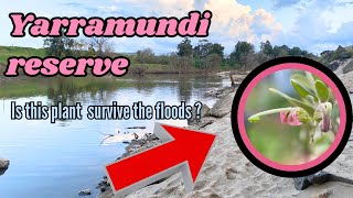 Has this grevillea survived the floods [upl. by Retsub]