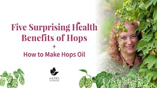 Medicinal Hops Benefits  Humulus lupulus  Hops Oil Recipe [upl. by Snah124]