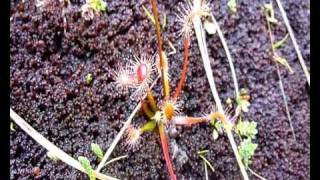 Drosera stenopetala [upl. by Assert]