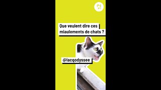 Comprendre les miaulements des chats [upl. by Aennyl372]