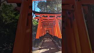 Explore The Most Famous Torii Gate in Kyoto kyoto explore adventure [upl. by Kancler]