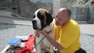 st bernard dog show [upl. by Yrekcaz739]