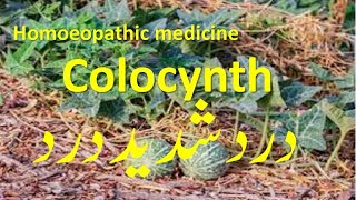 Colocynth homeopathic medicine for pains neuralgia amp colics treatment homeopathictreatment [upl. by Watkin812]