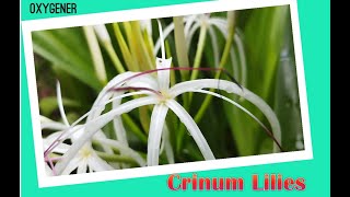 How To Grow Crinum Lilies [upl. by Rollecnahc160]