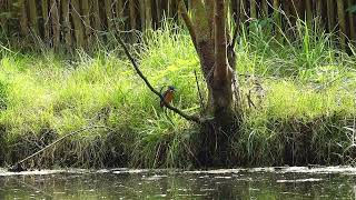 2024 09 22 IJsvogeltje in ruste Kingfisher at rest [upl. by Aicinoid]