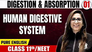 DIGESTION amp ABSORPTION 01  Human Digestive System  Zoology  Pure English  Class 11thNEET [upl. by Sailesh]