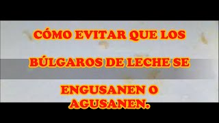 CÓMO EVITAR QUE LOS BÚLGAROS DE LECHE SE ENGUSANEN O AGUSANEN [upl. by Eitisahc]