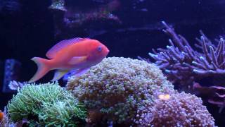 Five Things about Square Spot Anthias ft Miss Saltwater Tank [upl. by Saihttam]