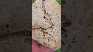 Crinoid Fossil fossil ancient rockhounding [upl. by Becca]