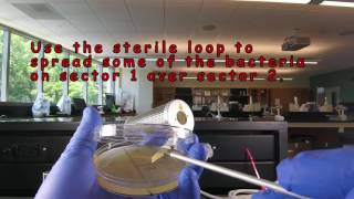 Aseptic Technique Inoculating a Petri Plate  Streaking for Isolation [upl. by Arlin]