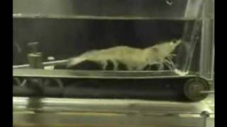 Shrimp Running on a Treadmill To Eye Of The Tiger [upl. by Susie738]