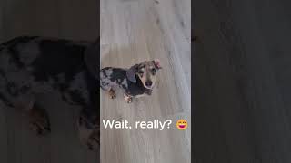 Mini Dachshund’s Halloween Costume Reveal 🎃👻 [upl. by Ahsap687]