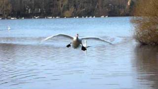 Swan Landing [upl. by Gausman]