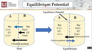 Donnan equilibrium and equilibrium potential [upl. by Patric]