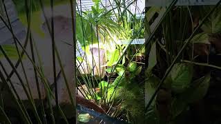 Planted riparium jungle freshwateraquarium ripariumfishroom aquarium jungle [upl. by Nilyad539]