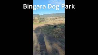 Bingara Dog Park [upl. by Iveel995]