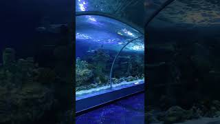 waterlife Jeddah Aquarium [upl. by Gambell]