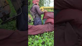 Tea leaf harvasting machine  tea cutting machine sortvideo farming teaharvester [upl. by Redmer]