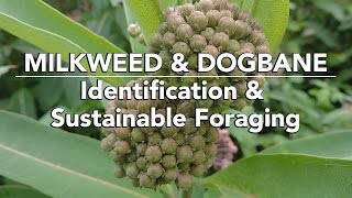 Milkweed amp Dogbane — Identification amp Sustainable Foraging with Adam Haritan [upl. by Thoma]